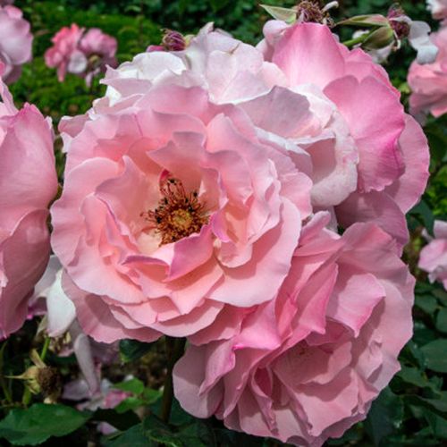 Floribunda - Róża - Pink Elizabeth Arden - 